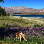 Naturally New Zealand (Stay in Twizel ) 9N/10D